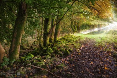 Woodland Autumn