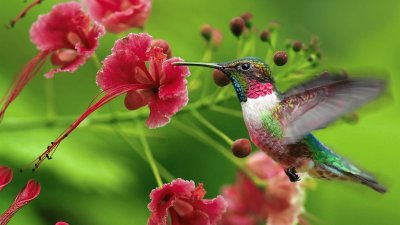 Pretty Colorful Hummingbird