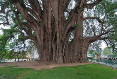 big tree