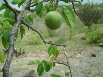 Umbu - Fruto tí­pico nordestino