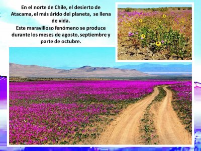 CHILE - DESIERTO DE ACATAMA