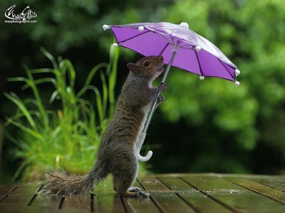 Cute Squirrel Poses with Purple Umbrella