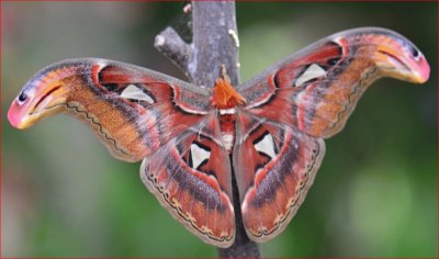 MARIPOSA