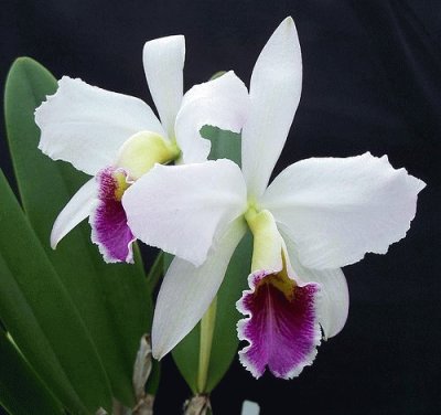 orquÃ­dea