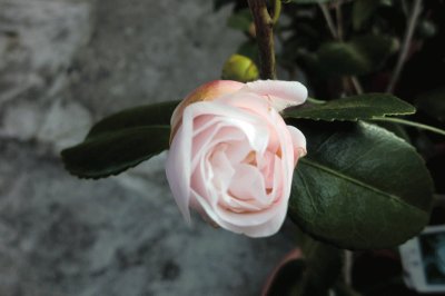 èŒ¶èŠ±camellia