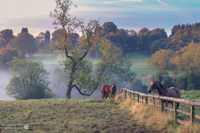 Mist   horses