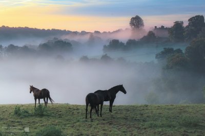 Mist   horses 2