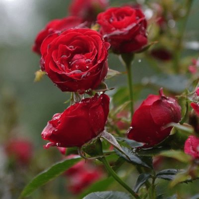 rosas