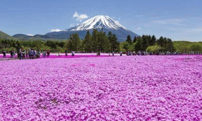 lavanda