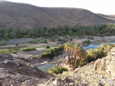 Ouarzazate oasis