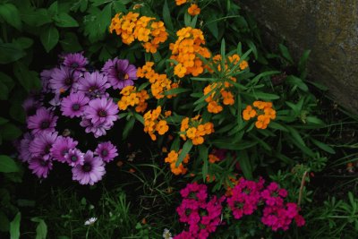 bouquet de fleurs