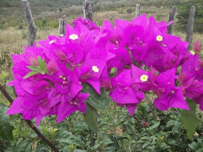 flores na Bahia