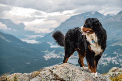 Chien en montagne