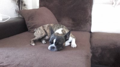 boston terrier