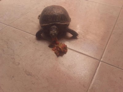 tortuga de tierra