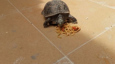 tortuga de tierra comiendo spaguettis