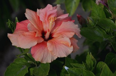 hibiskus