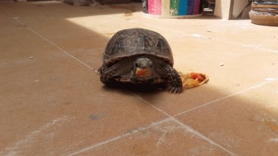 tortuga de tierra comiendo spaguettis