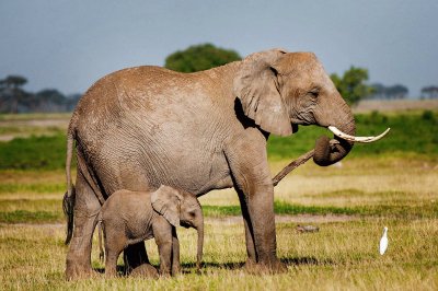 Elephant and Baby/Amboseli Natl. Park