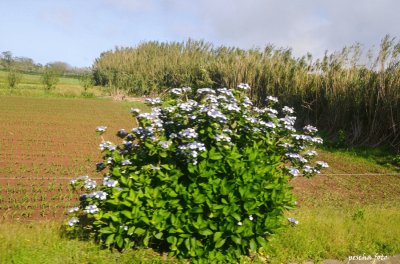 acores