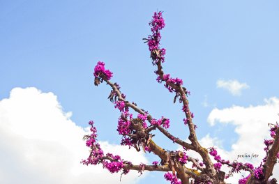 mallorca