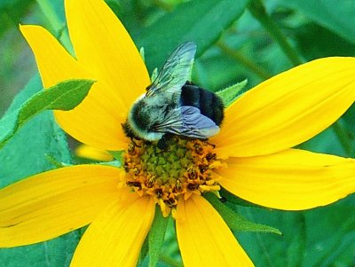 Bee on yellow flower1