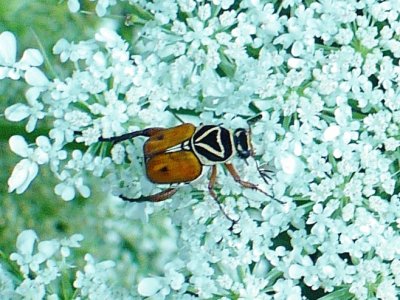 Beetle on Queen Anne 's Lace