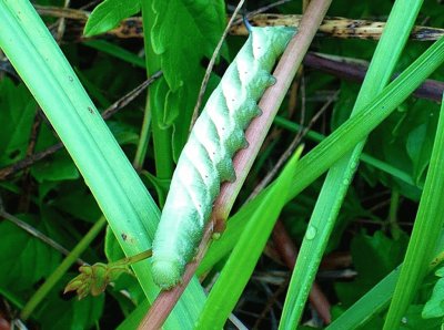 Green caterpillar