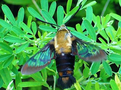 Hummingbird moth