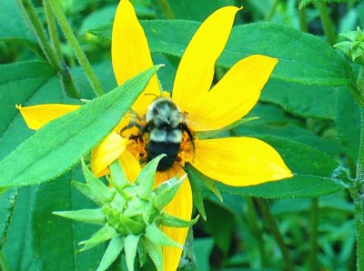 Bee on yellow flower2