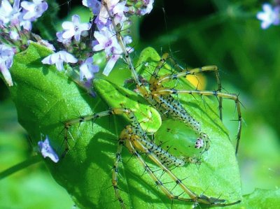 Green spider on green leaf