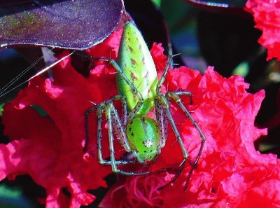 Green spider on crepe myrtle flower