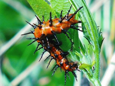 Orange and black caterpillar