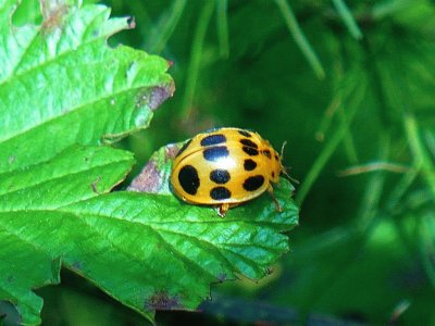 Ladybug1