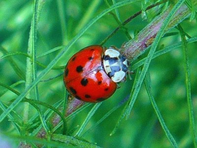 Ladybug2