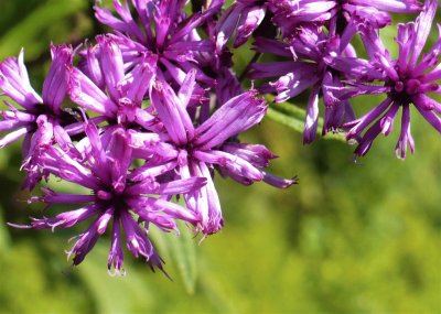 Ironweed flower