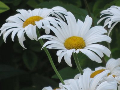 daisy