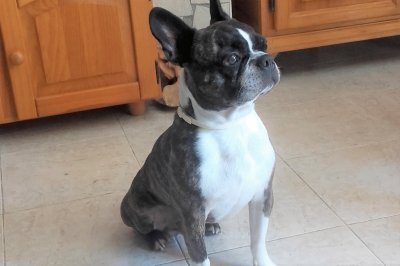 boston terrier