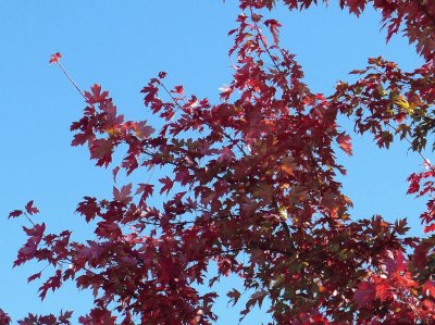 Red maple leaves2