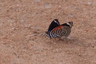 Borboleta na areia