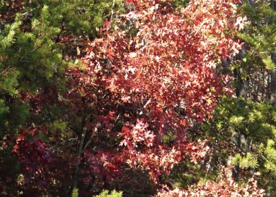 Little red maple1