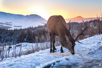 Stag snow sunset Scotland