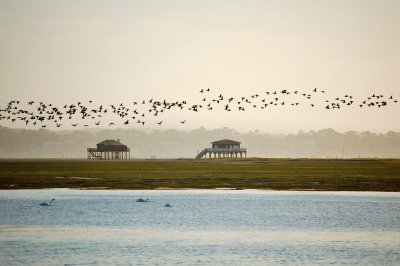 L ILE AUX OISEAUX