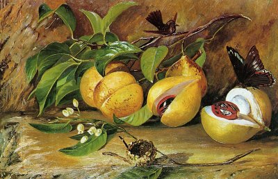 Marianne North