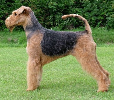 Airedale terrier