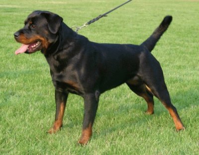 Pastore rottweiler