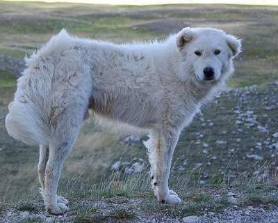 Pastore maremmano abruzzese