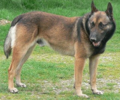 Pastore belga malinois