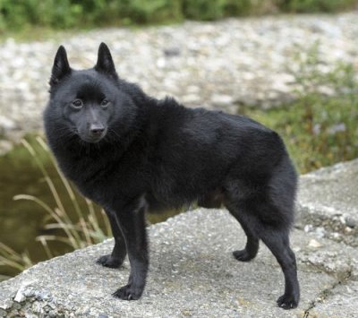 Pastore schipperkee