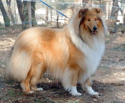 Pastore collie